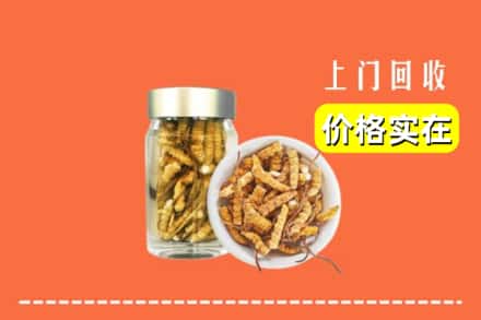 广州黄埔区回收散虫草