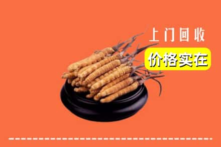 广州黄埔区回收冬虫夏草
